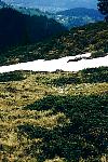 Field of snow crocuses