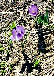 Snow crocuses