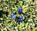 Spring gentian