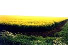mustard fields